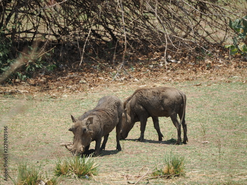Fotografie warthog in Zimbabwe