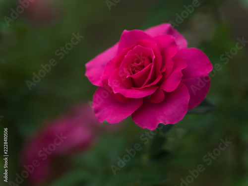 10月に咲いたピンク色のバラの花「マヌウ メイアン」