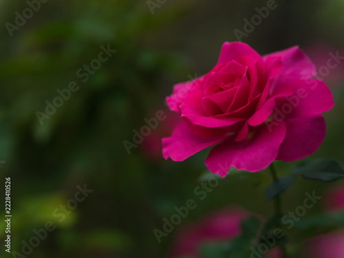 10月に咲いたピンク色のバラの花「マヌウ メイアン」