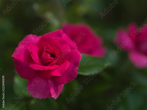 10月に咲いたピンク色のバラの花「マヌウ メイアン」