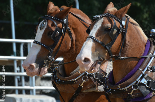 Sturdy Draft Horse Pair Equipped for Tractor Pull Competition