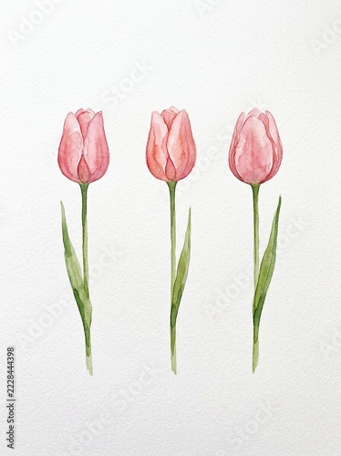 Three Pink Tulips on White Background for Floral Design and Spring Projects