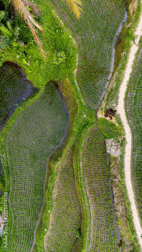 Aerial view of Tegallalang Rice Terrace with lush green paddies, irrigation channels, and a dirt path in Kecamatan Tegallalang, Bali, Indonesia.