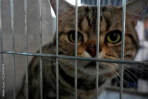 Tabby Cat with Green Eyes Looking Through Metal Cage Bars