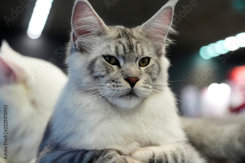 Silver Tabby Maine Coon Cat Portrait Close Up