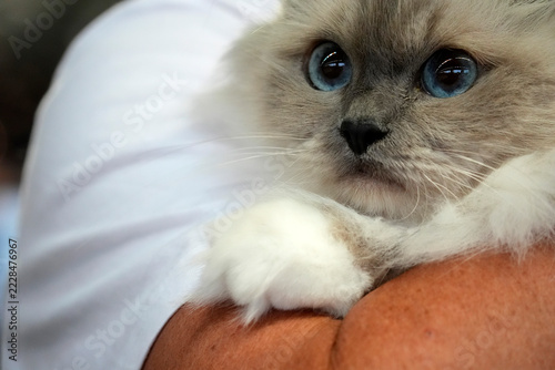 Fluffy birmania Kitten with Blue Eyes Resting on Shoulder