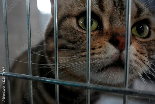 Tabby Cat with Green Eyes Looking Through Metal Cage Bars