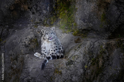 Snow leopard cub, Panthera uncia, sitting on a moss covered rocky ledge. A carnivorous big cat endemic to the mountain ranges of Asia.