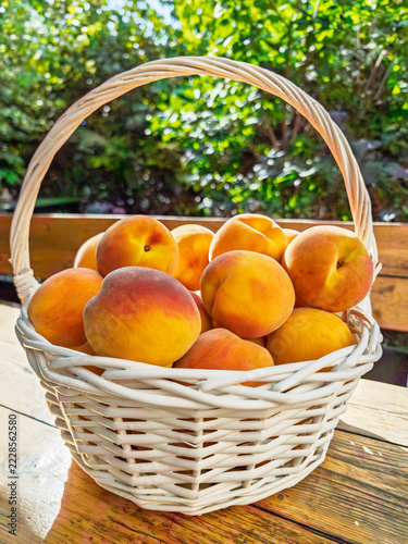 Baskets of ripe peaches outdoors with green trees background
