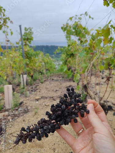 Sun-scorched dry grapes shrivel on vineyard vines after summer drought,symbolizing crop failure,climate change and water scarcity