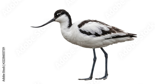 Pied avocet standing in profile with a distinctive upturned bill and black-and-white plumage