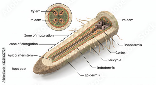 plant root anatomy cross section diagram showing xylem phloem root cap zone of elongation cortex pericycle in detailed 3d scientific rendering on white background for biology education learning