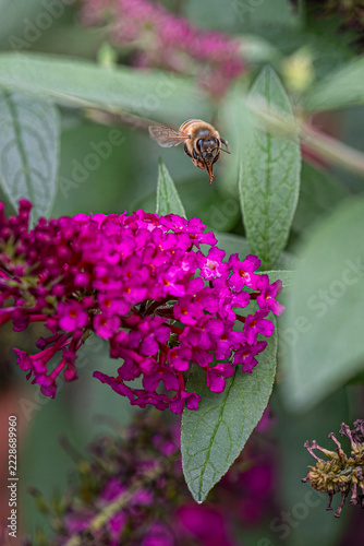 Honeybee Hovering Over Magenta Buddleia Flowers in a Summer Garden Close-Up Macro Photograph