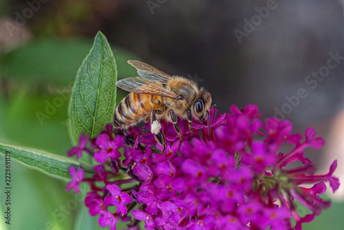 Close-Up Honeybee On Purple Flower Pollinating Pollen Macro Nature Conservation Scene