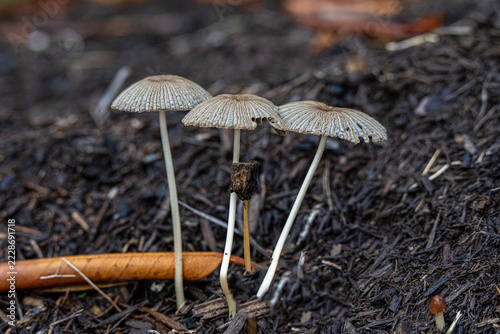 Delicate Cluster of Wild Mushrooms on Mulch Forest Floor Close-Up Nature Macro Photography