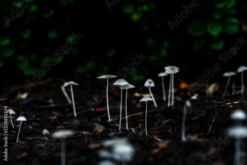 Delicate White Mushrooms Growing on Damp Mulch Forest Floor With Dark Green Background