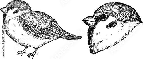 Simple and adorable Sparrow illustration with only outlines in vintage style