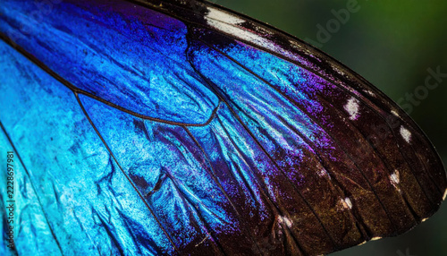 Close-up macro view of a vibrant blue and purple iridescent butterfly wing showing intricate patterns and scales