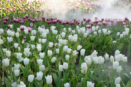 White and multicolored tulips growing in a flower garden.