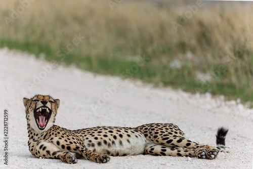 Cheetah with teeth on display 