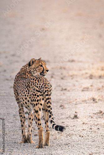 Cheetah Etosha Pan 