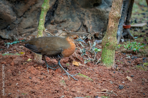 Canvas Print A detailed wildlife photograph of a Slaty-legged Crake (Rallina eurizonoides) fo