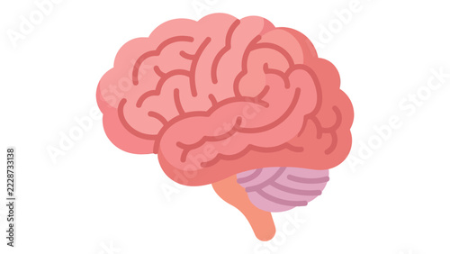 Obraz na plátně Pink brain anatomical organ with purple cerebellum and white background