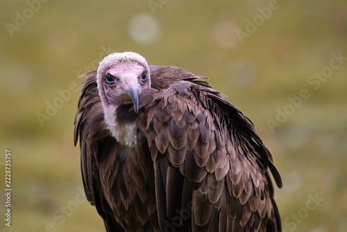 Hooded vulture (Necrosyrtes monachus)
