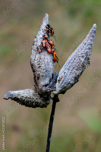 Milkweed bugs (Oncopeltus fasciatus), in various stages of development, on seed pods of common milkweed (Asclepias syriaca) in autumn in central Virgina. Colors are warning of toxicity to predators.