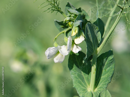 Flowering pea plant in an agricultural field with copy space, Pisum sativum