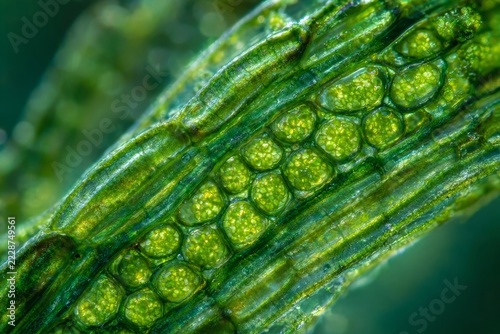 Macro view moss leaf microscopic structure glowing chlorophyll p