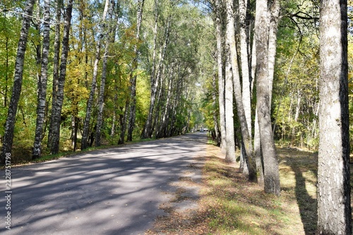 Countryside landscape. An asphalt road running through a birch grove