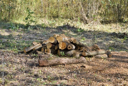 Gathering firewood in the forest. A sawn-up tree trunk is stacked in a pile.