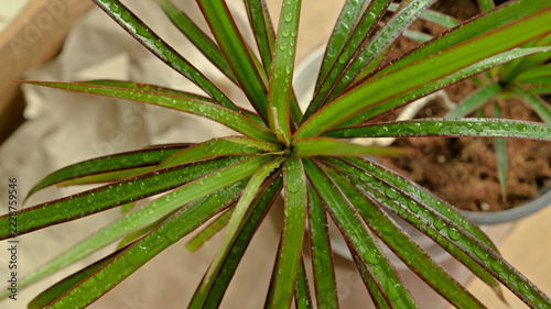 Dracaena marginata leaves with water droplets viewed from above