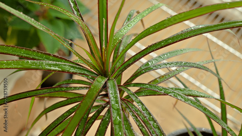 Wet dragon tree foliage with water droplets and red leaf edges