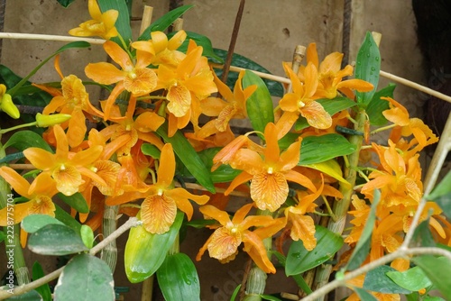 yellow flowers in the garden, gelbe Blumen