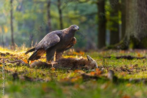 Obraz na plátně Golden eagle (Aquila chrysaetos) standing over a red fox carcass on the forest floor, showing powerful talons and dark brown plumage in warm autumn woodland light