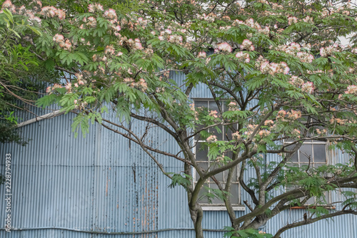 Mimosa Tree Blue Building Orange Texas