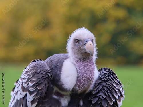 Rüppell's vulture (Gyps rueppelli)