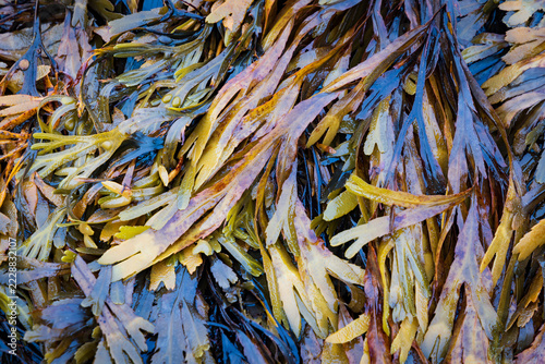 Obraz na plátně Seaweed and kelp piled on rocky shore at Lossiemouth coast, Scotland with wet co