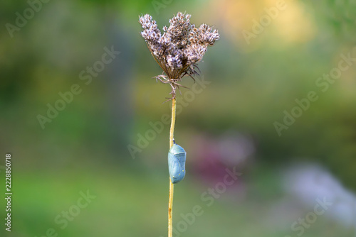 Fotografie A green monarch butterfly chrysalis attached to a dried wildflower stem 1 day be