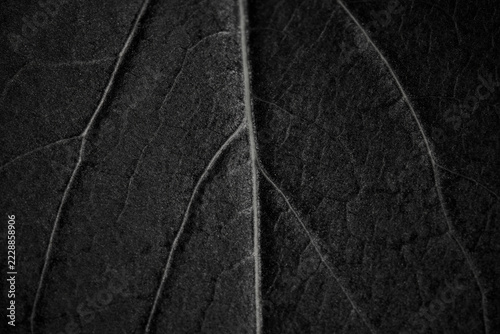 Black and white macro leaf texture with abstract veins