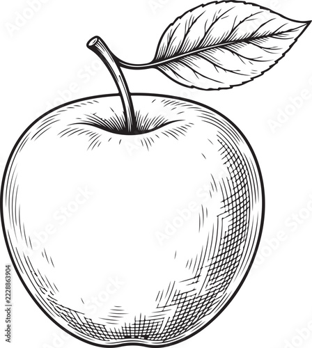 hand drawn apple vector illustration