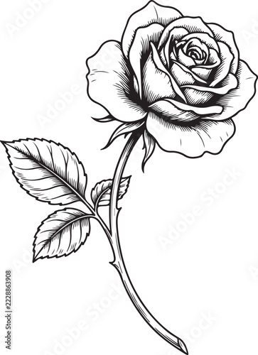 black rose vector illustration