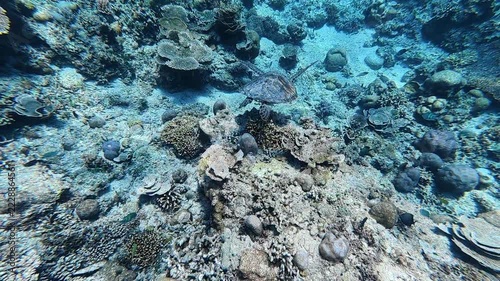 Green Sea Turtle swimming through the blue tropical waters of Lombok, Indonesia, above the coral reef