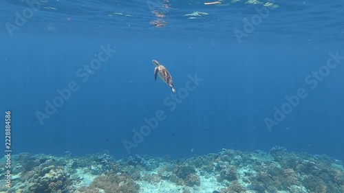 Green Sea Turtle swimming through the blue tropical waters of Lombok, Indonesia, above the coral reef