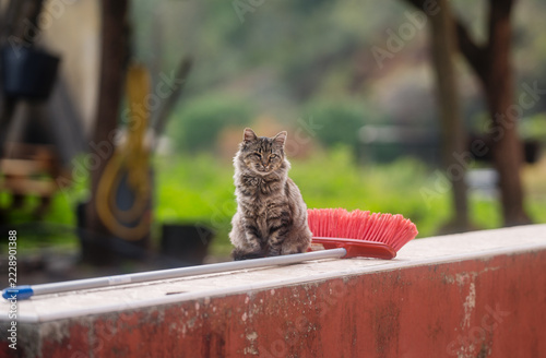 cat in the garden