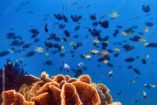 Indonesia, Flores, Maumere – coral reef with reef fish swimming above coral formations in clear blue water. Underwater scene showing marine life and reef ecosystem.