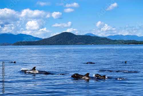 Indonesia, Flores, Maumere, a pod of pilot whales surfaces in blue coastal waters with green hills and mountains behind.