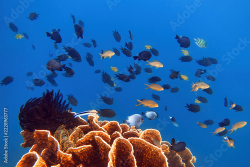 Indonesia, Flores, Maumere, damselfish and anthias swim above foliose hard coral and feather stars in blue water.